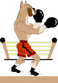Boxer Ring Information