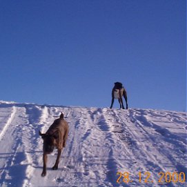 Daisy sliding down a hill top with Dolly watching