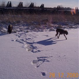 Daisy had just found ice under the snow