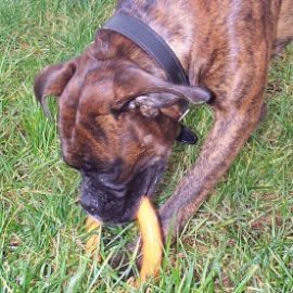 Daisy and her orange ring