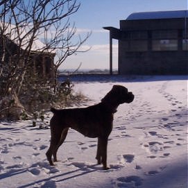 silhouette of daisy